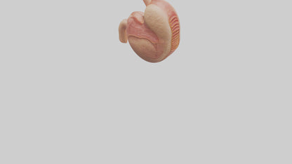 3D model Human Stomach Model VR / AR / low-poly