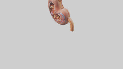 3D model Human Stomach Model VR / AR / low-poly