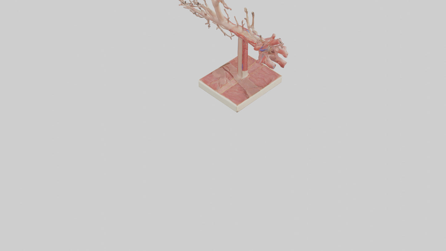 3D model Human Subclavian Artery Model VR / AR / low-poly