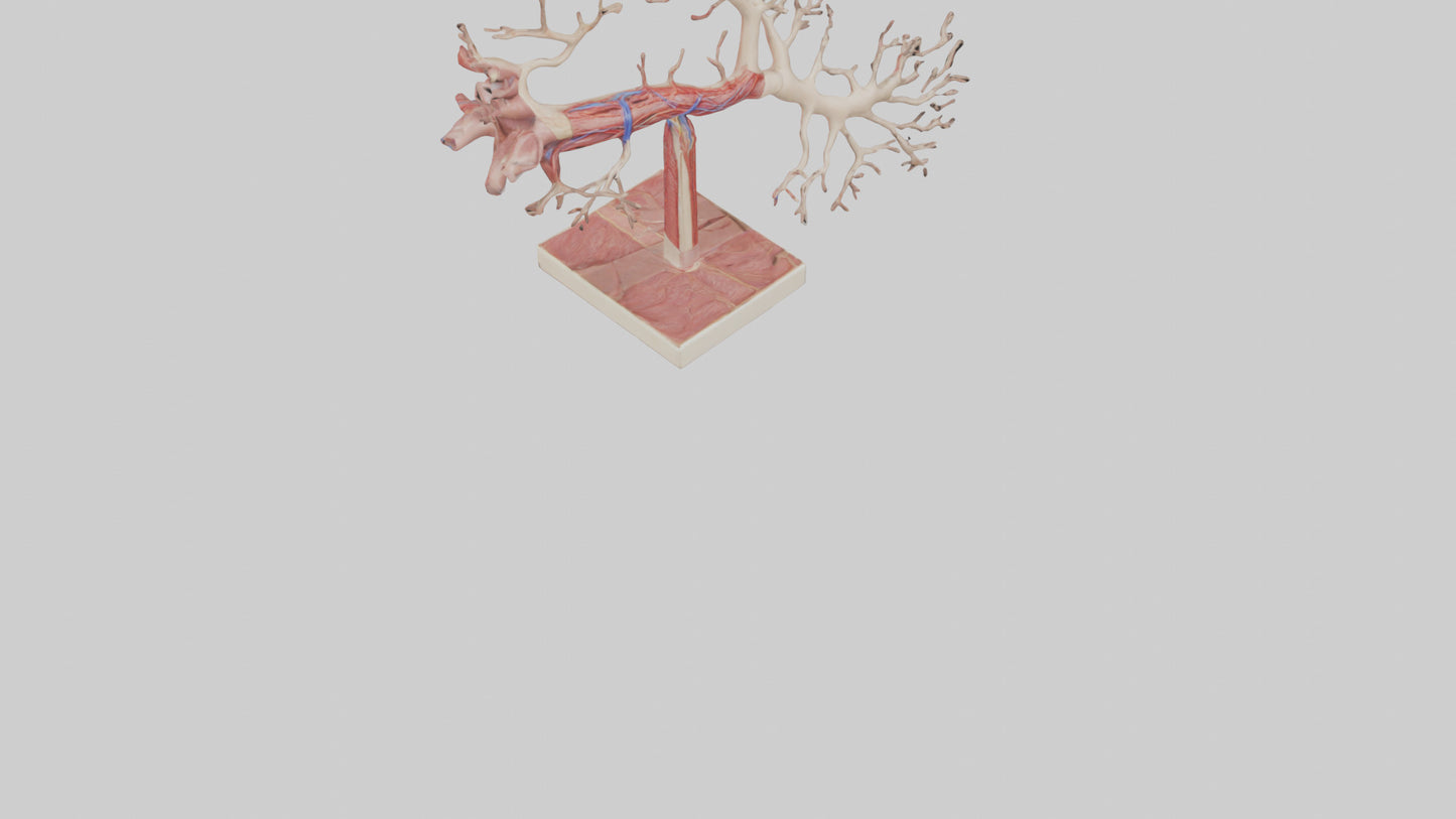 3D model Human Subclavian Artery Model VR / AR / low-poly