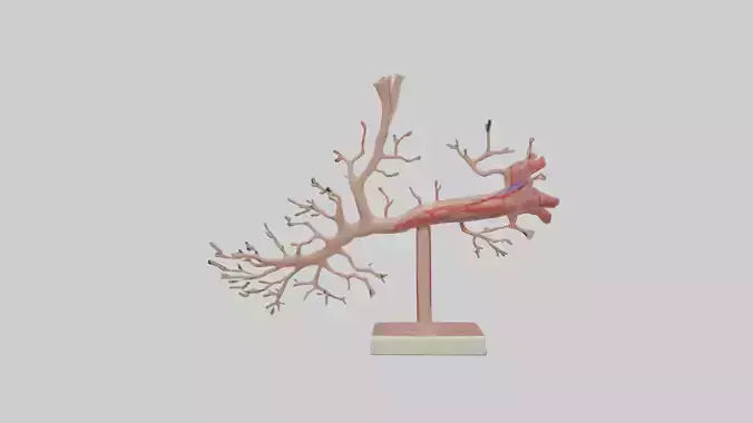 3D model Human Subclavian Artery Model VR / AR / low-poly