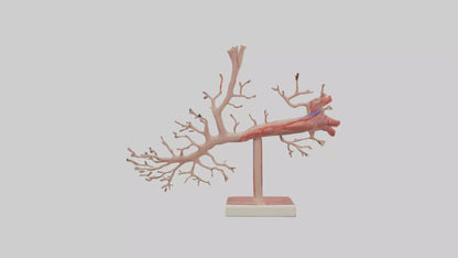 3D model Human Subclavian Artery Model VR / AR / low-poly