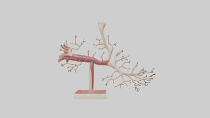 3D model Human Subclavian Artery Model VR / AR / low-poly