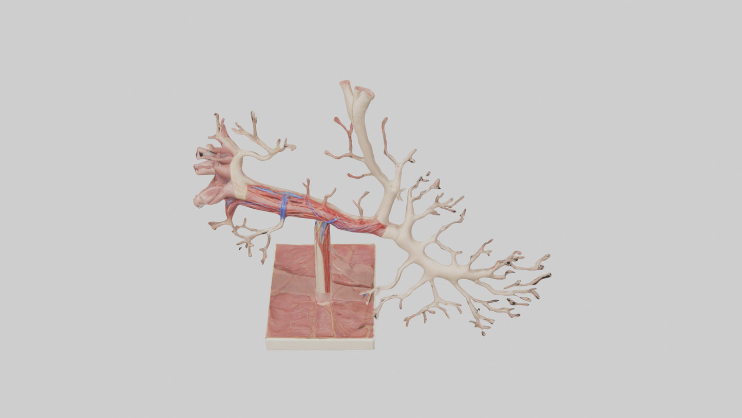 3D model Human Subclavian Artery Model VR / AR / low-poly
