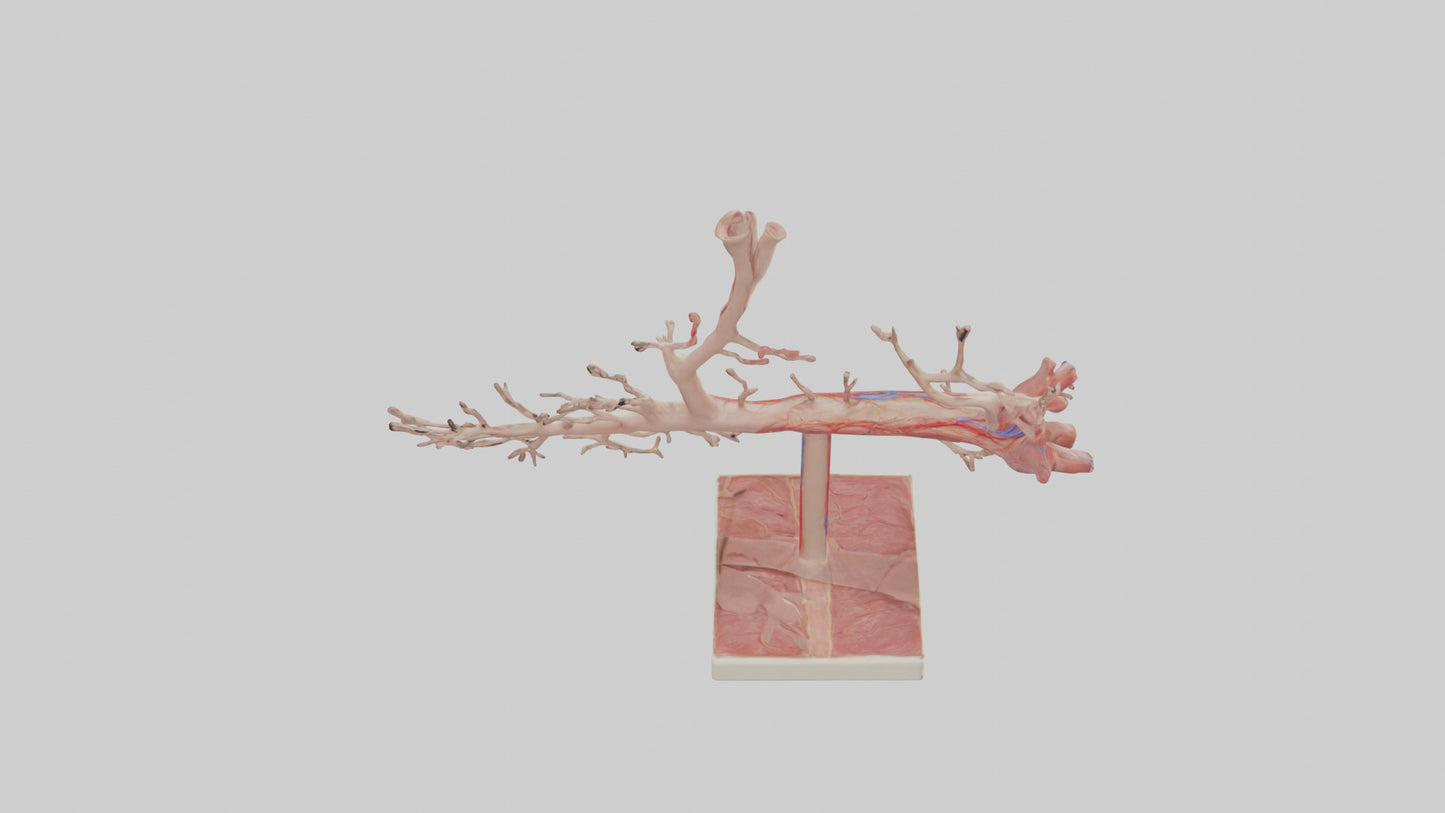 3D model Human Subclavian Artery Model VR / AR / low-poly