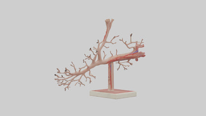 3D model Human Subclavian Artery Model VR / AR / low-poly