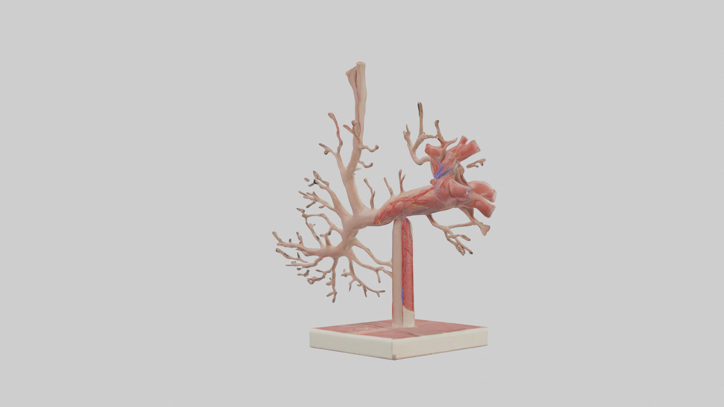 3D model Human Subclavian Artery Model VR / AR / low-poly