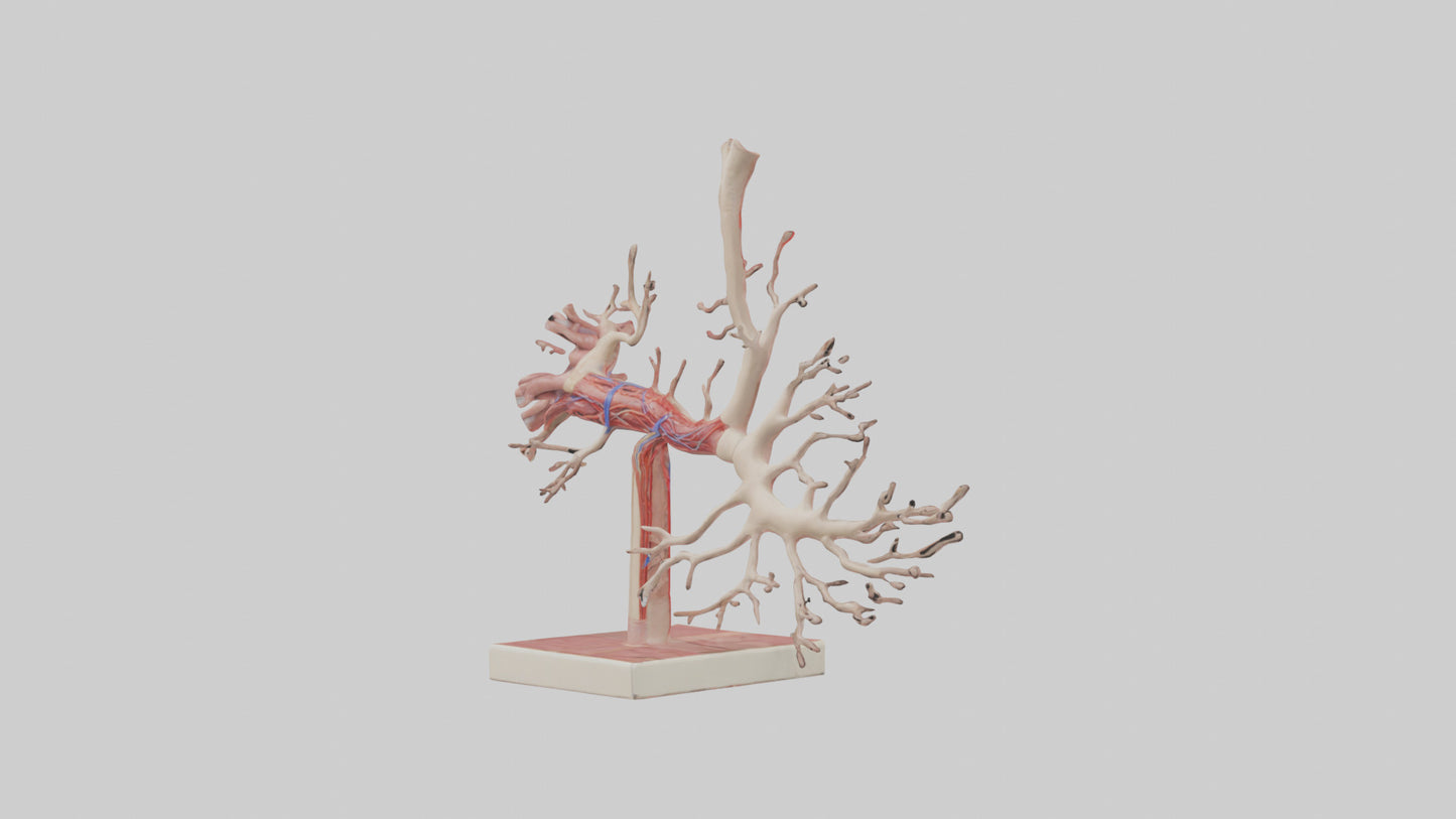 3D model Human Subclavian Artery Model VR / AR / low-poly