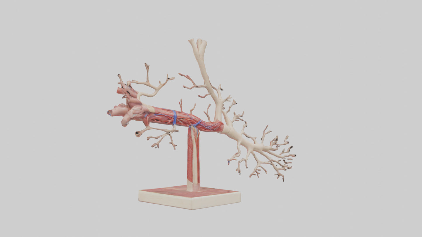 3D model Human Subclavian Artery Model VR / AR / low-poly