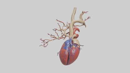 3D model Human Superior Vena Cava Model VR / AR / low-poly