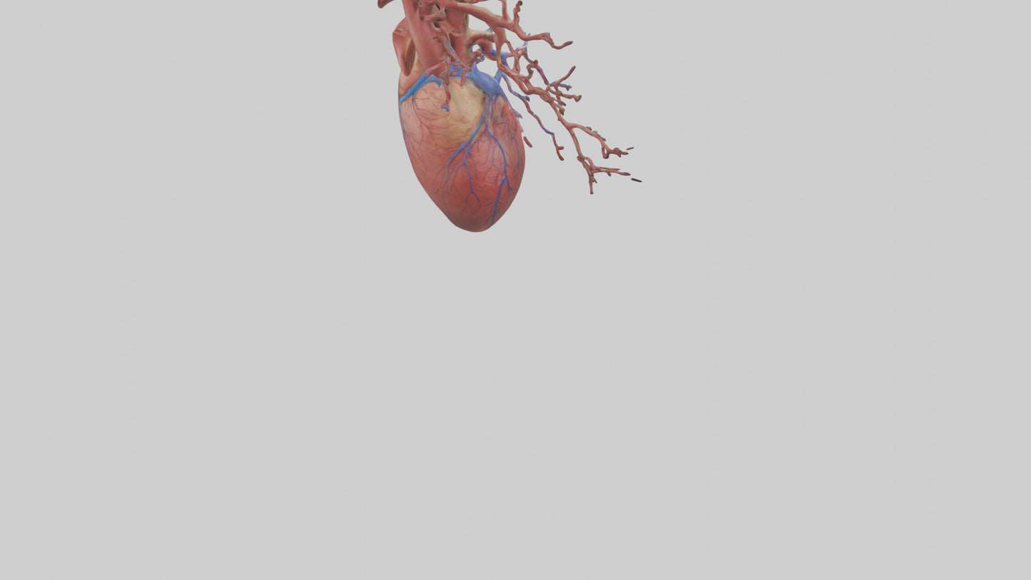 3D model Human Superior Vena Cava Model VR / AR / low-poly