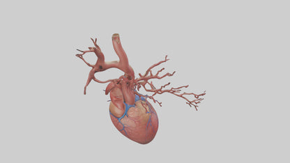3D model Human Superior Vena Cava Model VR / AR / low-poly