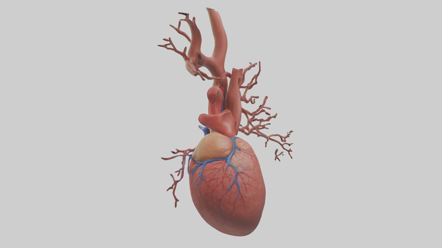 3D model Human Superior Vena Cava Model VR / AR / low-poly