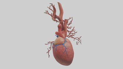 3D model Human Superior Vena Cava Model VR / AR / low-poly