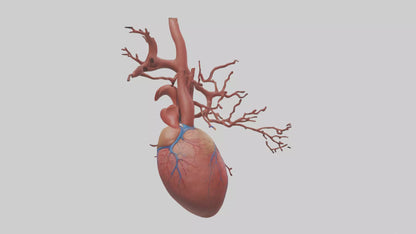 3D model Human Superior Vena Cava Model VR / AR / low-poly