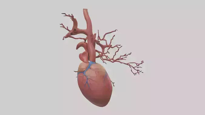 3D model Human Superior Vena Cava Model VR / AR / low-poly