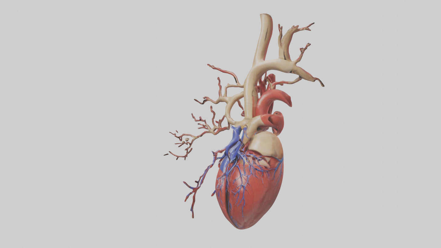 3D model Human Superior Vena Cava Model VR / AR / low-poly