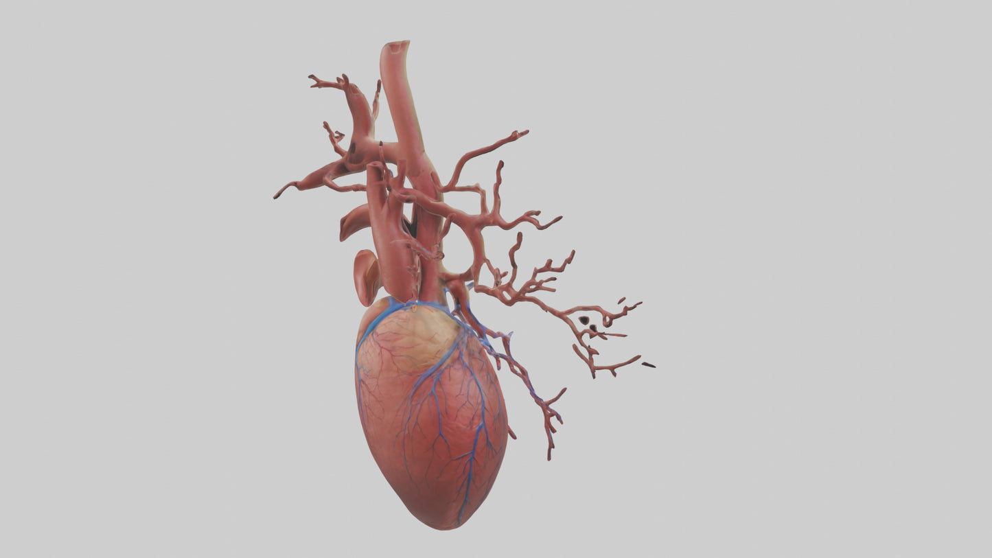 3D model Human Superior Vena Cava Model VR / AR / low-poly