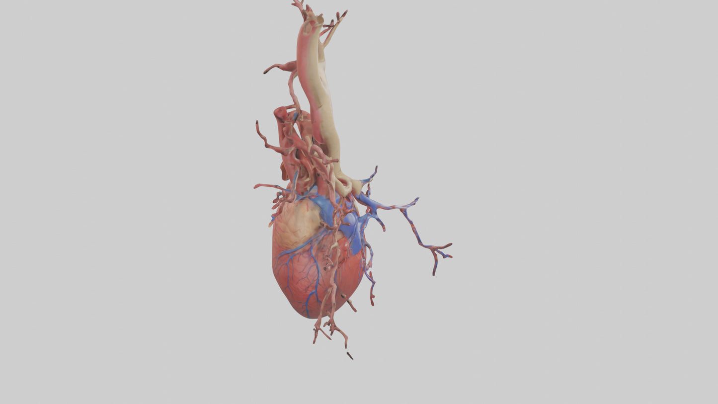 3D model Human Superior Vena Cava Model VR / AR / low-poly