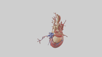 3D model Human Superior Vena Cava Model VR / AR / low-poly