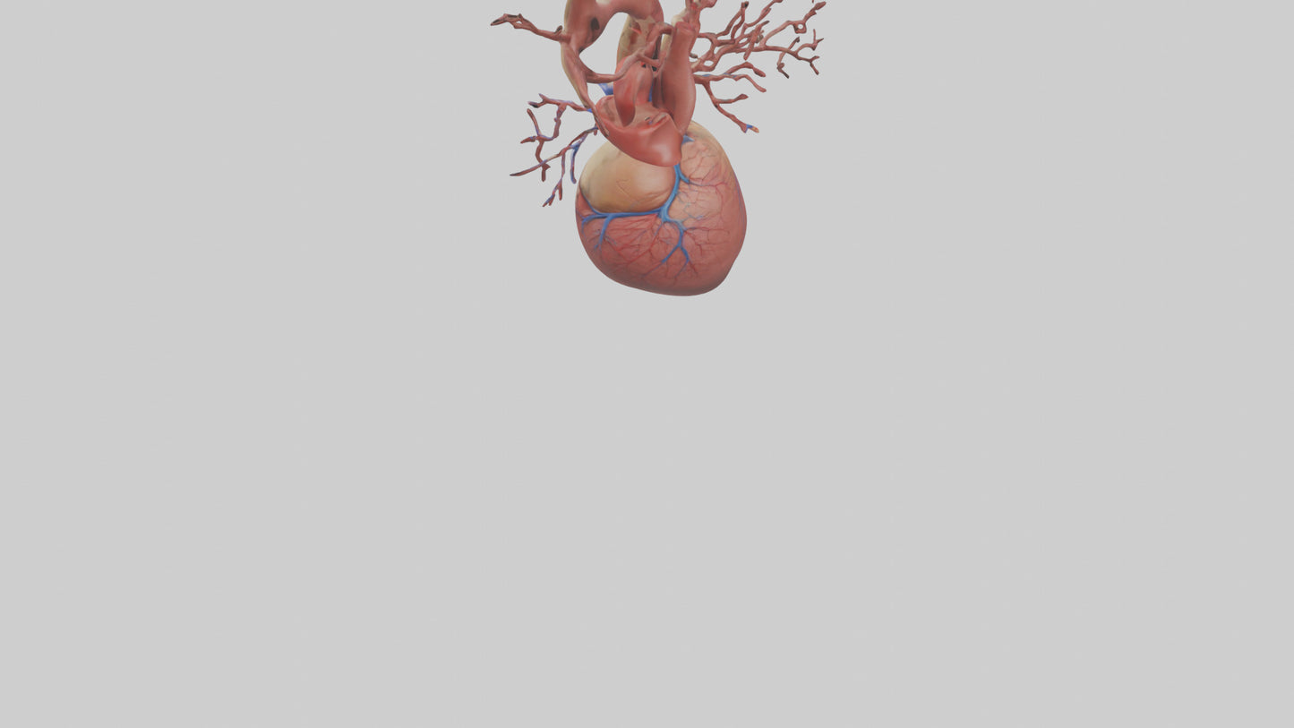 3D model Human Superior Vena Cava Model VR / AR / low-poly