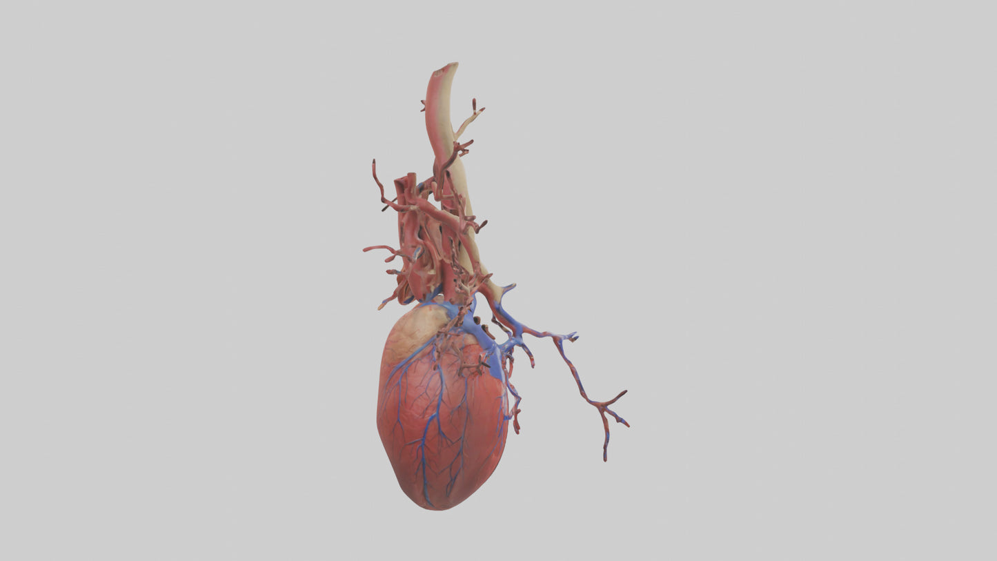 3D model Human Superior Vena Cava Model VR / AR / low-poly