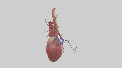 3D model Human Superior Vena Cava Model VR / AR / low-poly
