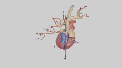 3D model Human Superior Vena Cava Model VR / AR / low-poly