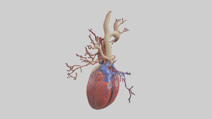 3D model Human Superior Vena Cava Model VR / AR / low-poly