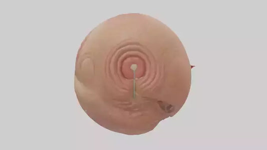 3D model Human Sweat Glands Model VR / AR / low-poly