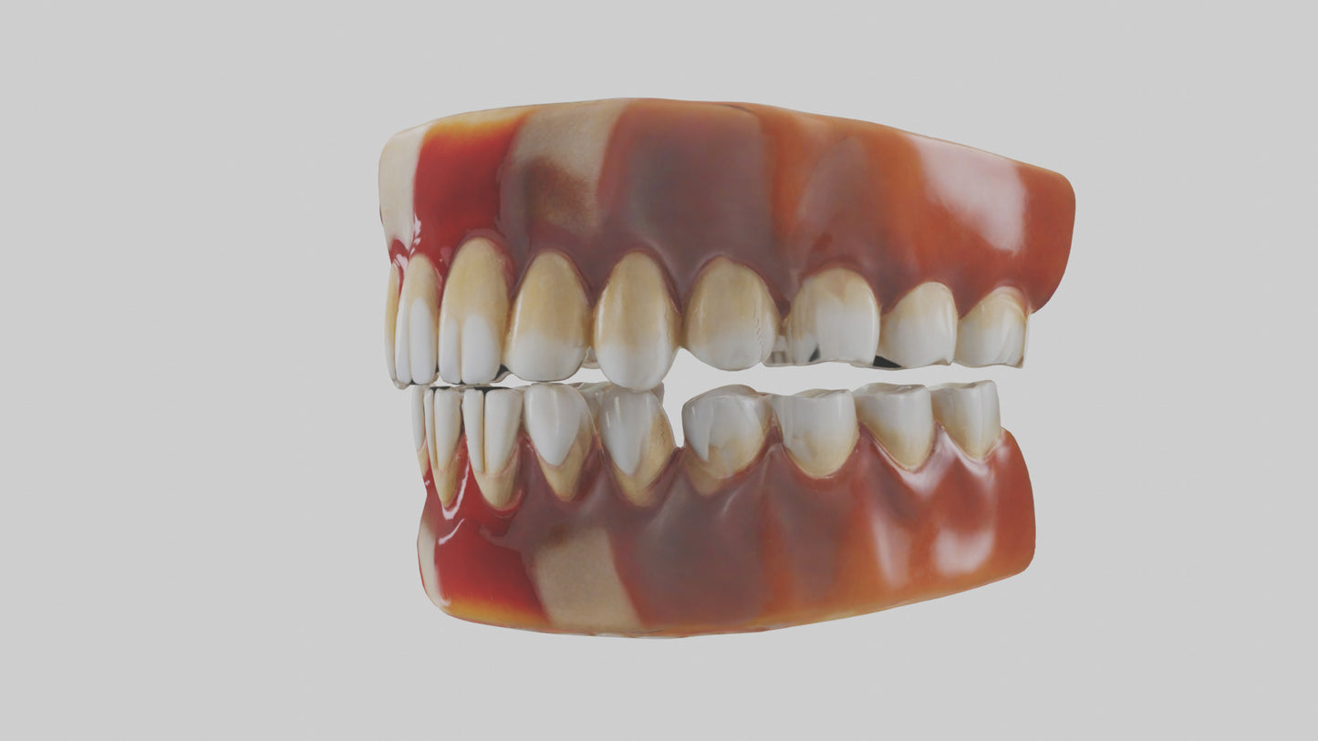 3D model Human Teeth Enamel Model VR / AR / low-poly