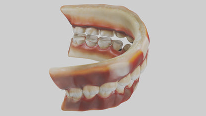 3D model Human Teeth Enamel Model VR / AR / low-poly