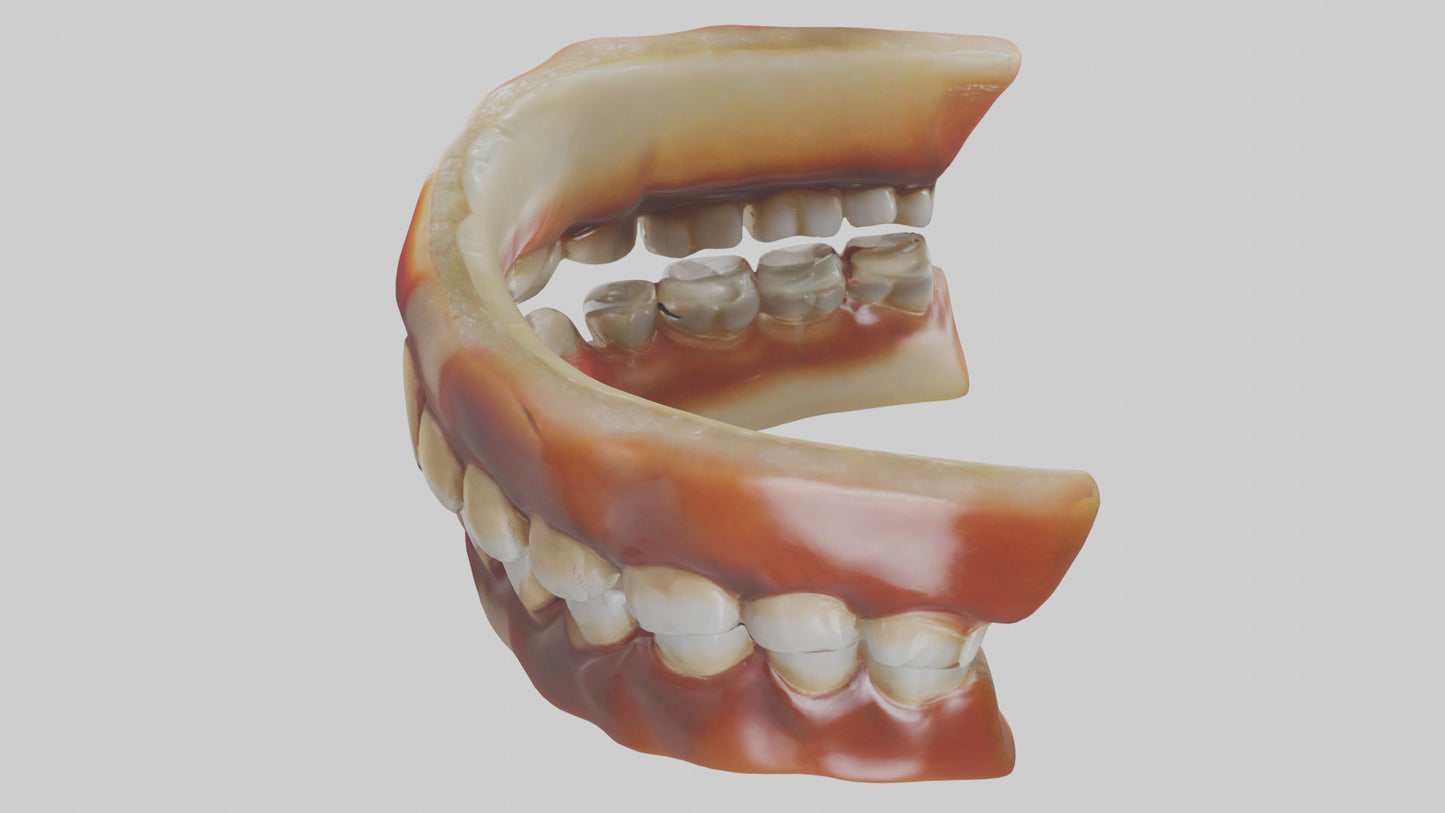 3D model Human Teeth Enamel Model VR / AR / low-poly