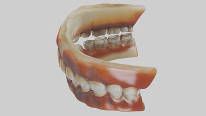 3D model Human Teeth Enamel Model VR / AR / low-poly