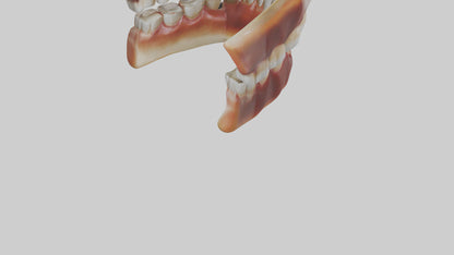3D model Human Teeth Enamel Model VR / AR / low-poly