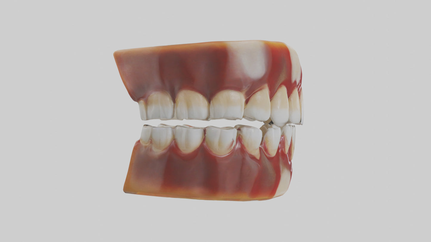 3D model Human Teeth Enamel Model VR / AR / low-poly