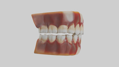 3D model Human Teeth Enamel Model VR / AR / low-poly
