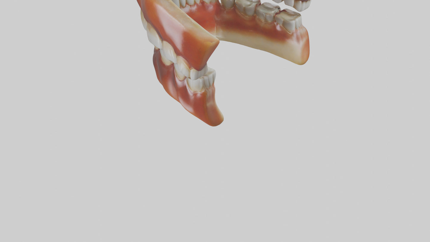3D model Human Teeth Enamel Model VR / AR / low-poly