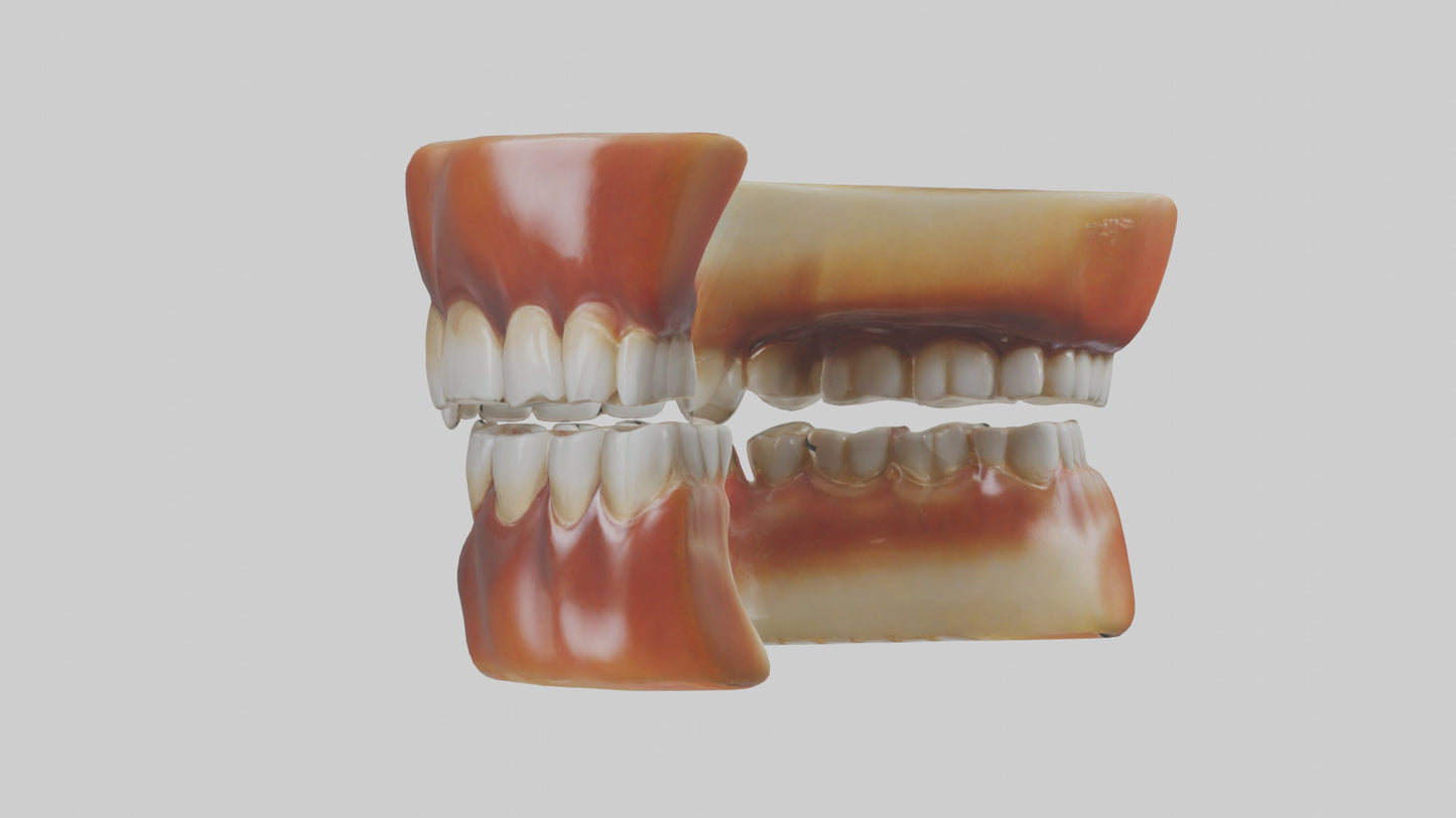 3D model Human Teeth Enamel Model VR / AR / low-poly