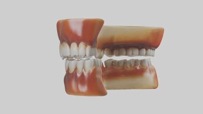 3D model Human Teeth Enamel Model VR / AR / low-poly