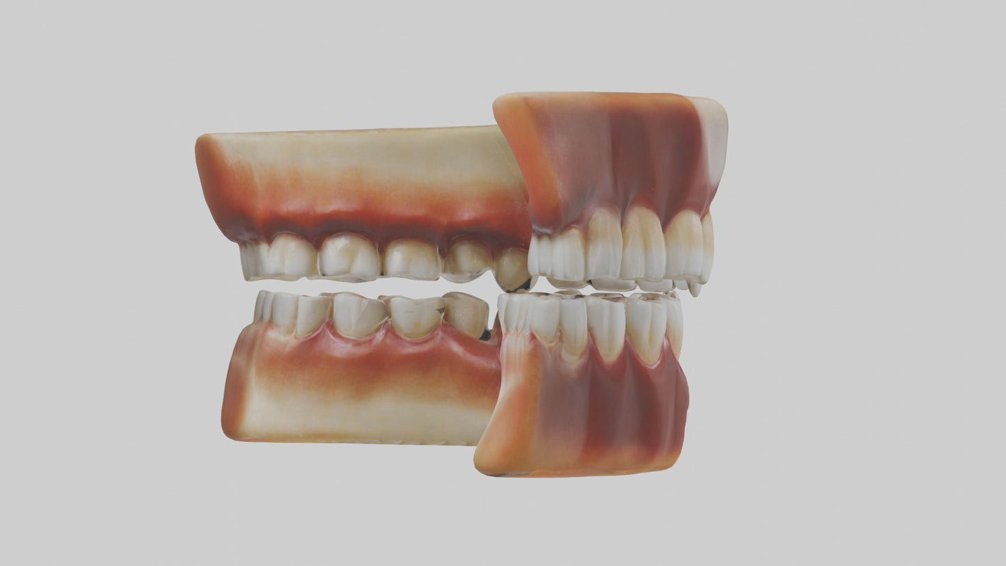 3D model Human Teeth Enamel Model VR / AR / low-poly