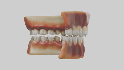 3D model Human Teeth Enamel Model VR / AR / low-poly