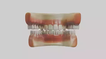 3D model Human Teeth Enamel Model VR / AR / low-poly