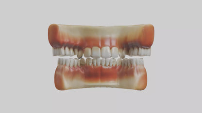 3D model Human Teeth Enamel Model VR / AR / low-poly