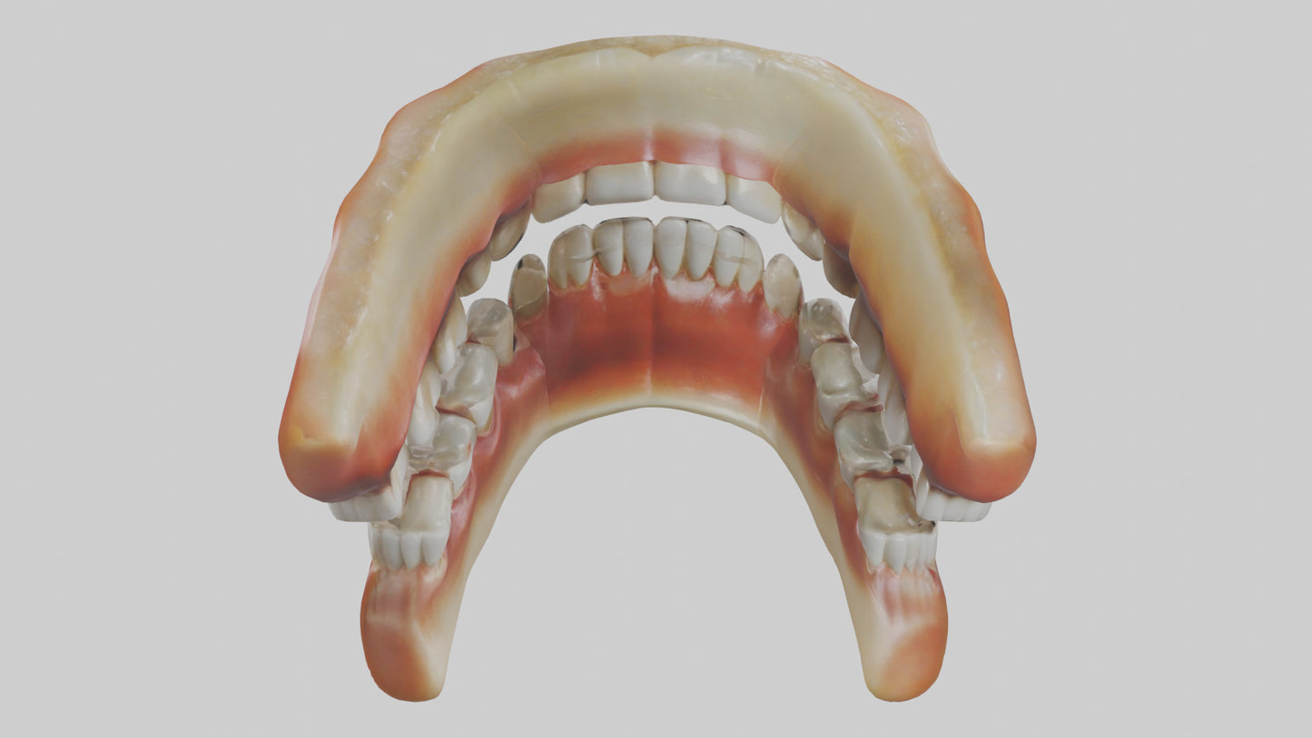 3D model Human Teeth Enamel Model VR / AR / low-poly