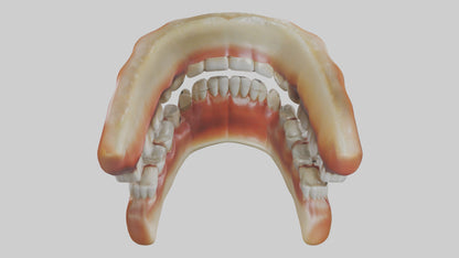 3D model Human Teeth Enamel Model VR / AR / low-poly