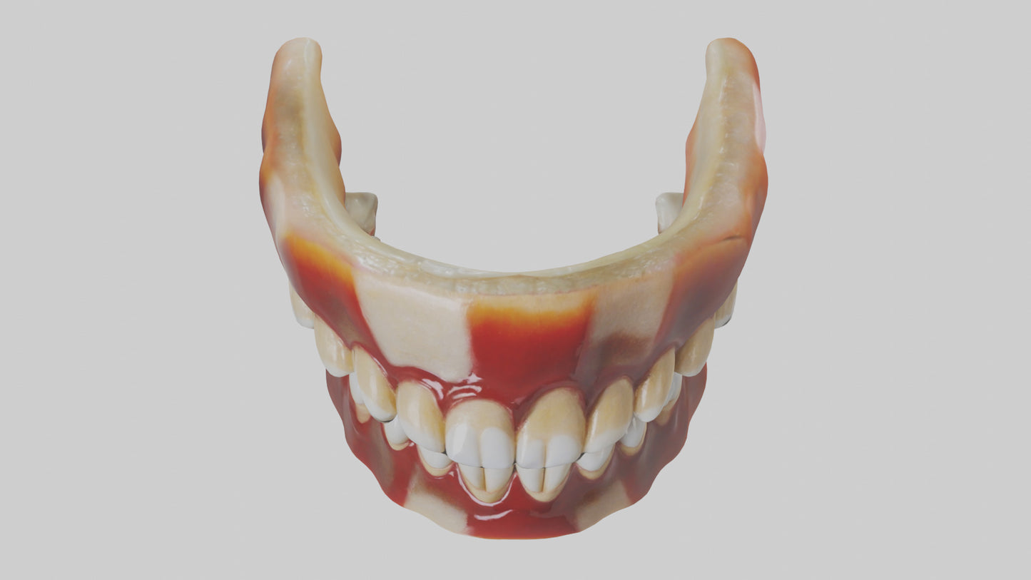 3D model Human Teeth Enamel Model VR / AR / low-poly