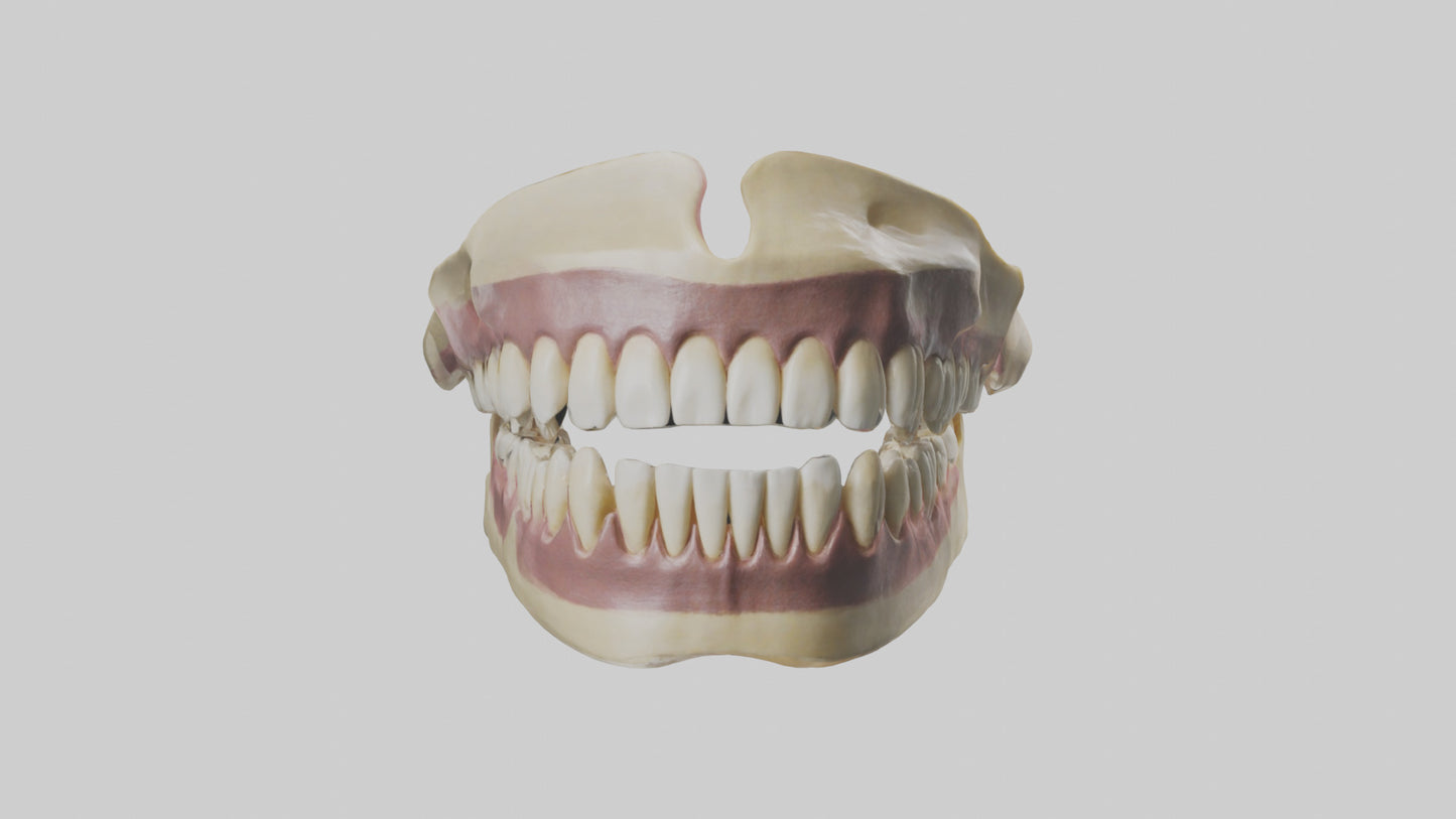 3D model Human Teeth Skeleton model VR / AR / low-poly