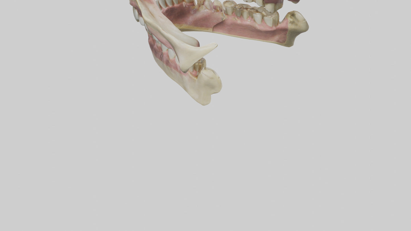 3D model Human Teeth Skeleton model VR / AR / low-poly