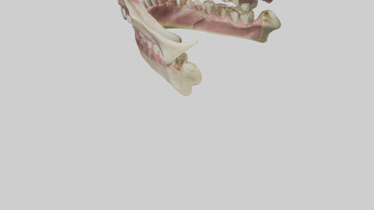 3D model Human Teeth Skeleton model VR / AR / low-poly